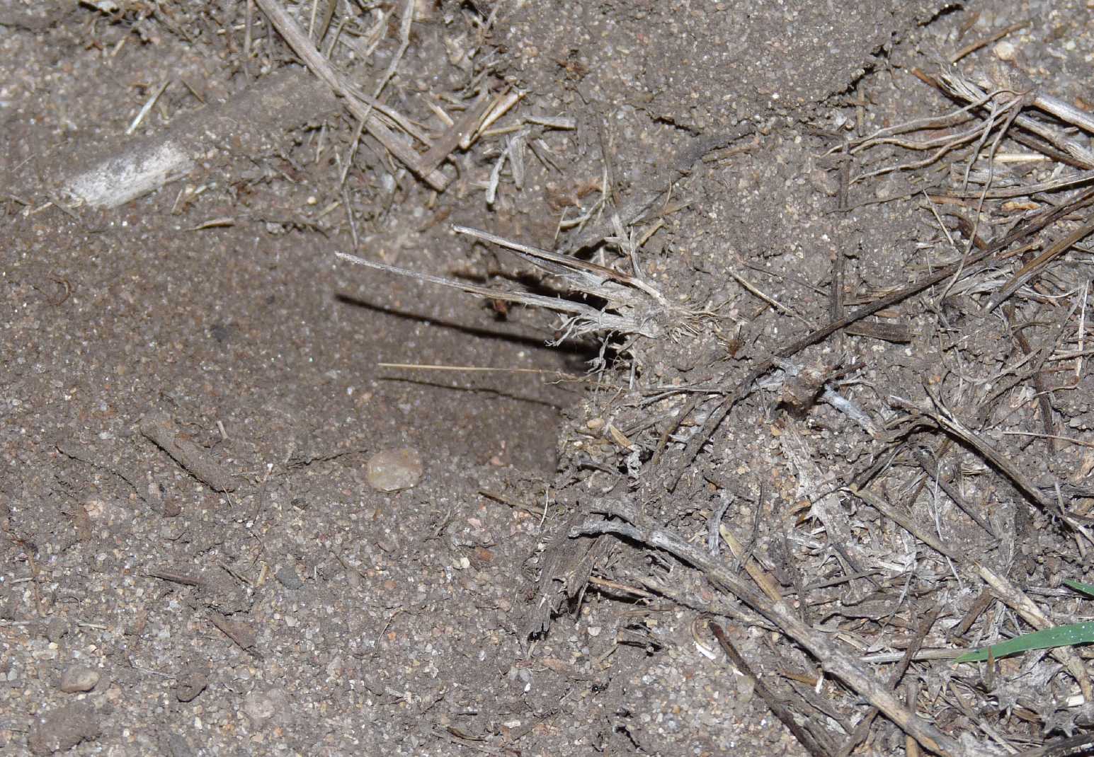 Batozonellus lacerticida con Argiope bruennichi